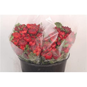 Ran Elegance Red Super