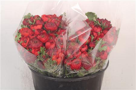 <h4>Ran Elegance Red Super</h4>