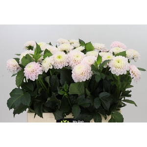 Dahlia Light Wizard