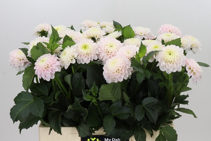 <h4>Dahlia Light Wizard</h4>