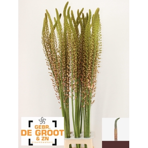 EREMURUS ROMANCE