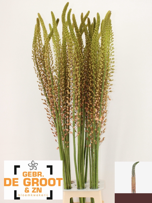 <h4>EREMURUS ROMANCE</h4>