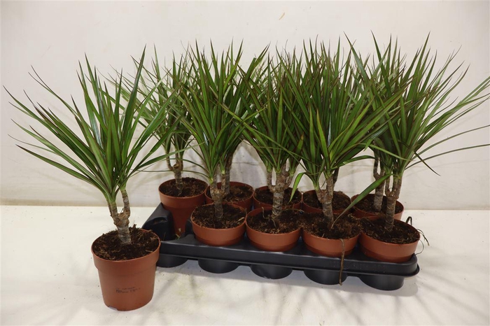 <h4>Dra Marginata</h4>