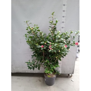 Camellia   ...
