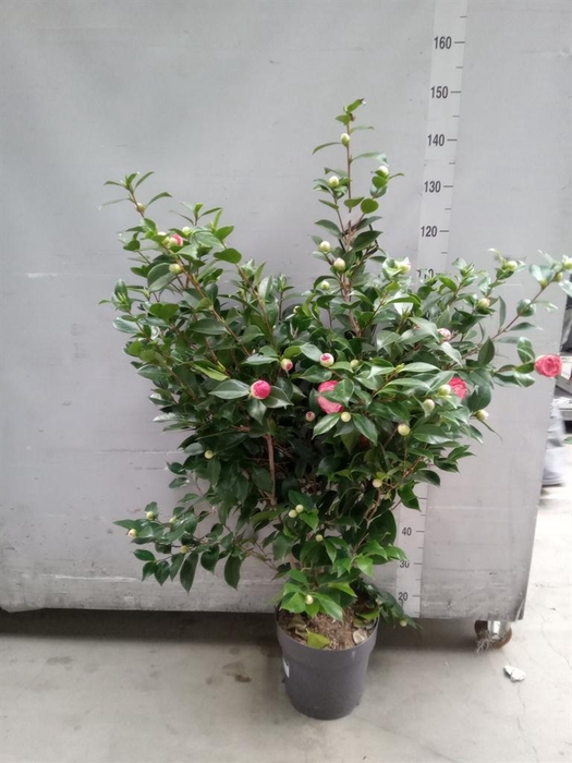 Camellia   ...