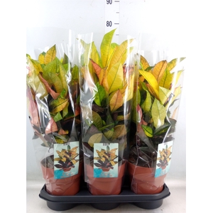 Codiaeum var. KL 'Mrs Iceton'