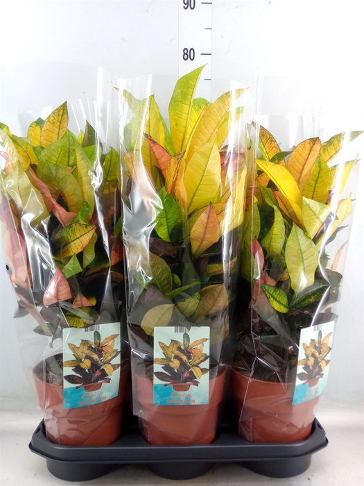 <h4>Codiaeum var. KL 'Mrs Iceton'</h4>