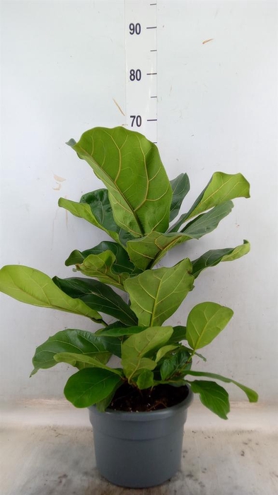 <h4>Ficus lyrata</h4>