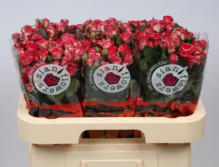 <h4>R TR FIREWORKS</h4>