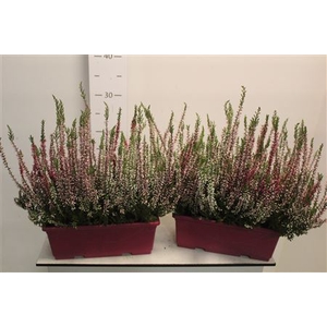 Callu Gem In Pot Balconbak