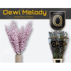 Delph Du Dew Melody 130CM!!