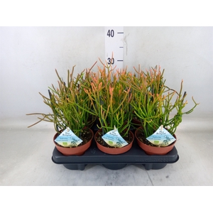 Euphorbia tirucalli