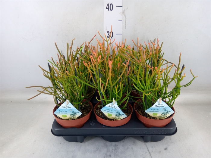 <h4>Euphorbia tirucalli</h4>