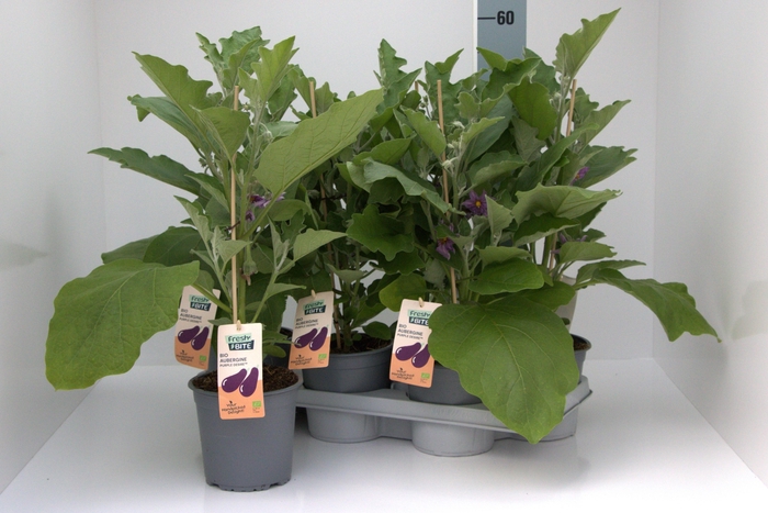 arr8 Aubergine Planten