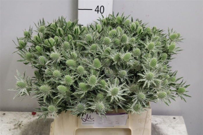 <h4>Eryn Sirius Qstar</h4>