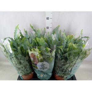 Phlebodium aureum 'Blue Star'