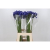 Agapanthus Mediterranee