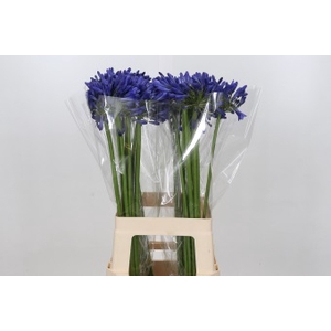 Agapanthus Mediterranee