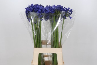 <h4>Agapanthus Mediterranee</h4>