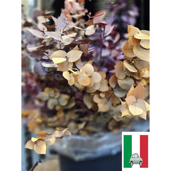 <h4>GESTABILISEERD EUC STUARTIANA MIX</h4>