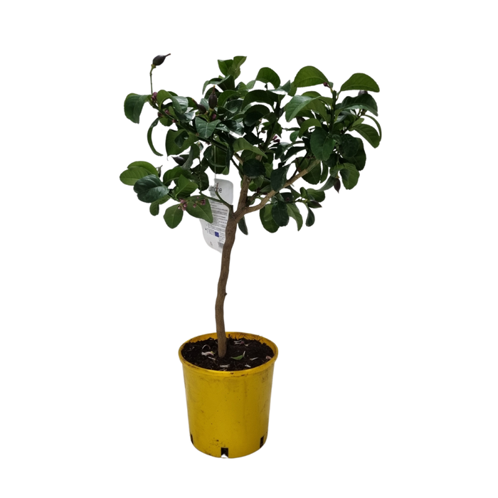 <h4>Citrus hystrix</h4>