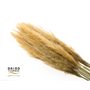 Dried Cortaderia Luxe Fluffy Salmon