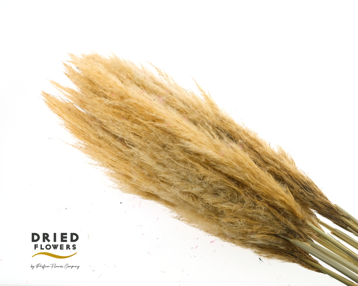 <h4>Dried Cortaderia Luxe Fluffy Salmon</h4>