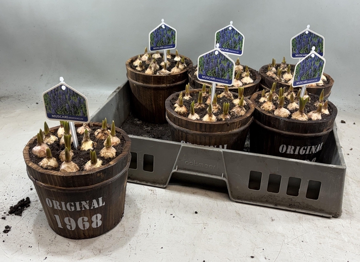 <h4>ARR MUSCARI</h4>