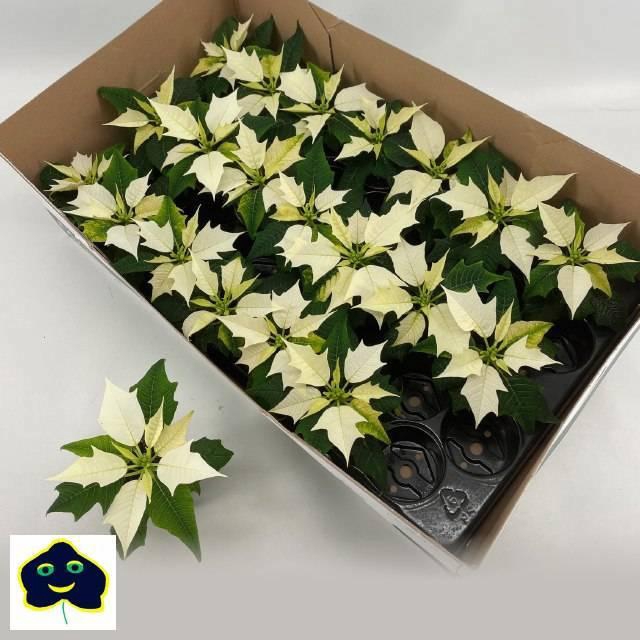 <h4>EUPHOR P ALASKA</h4>