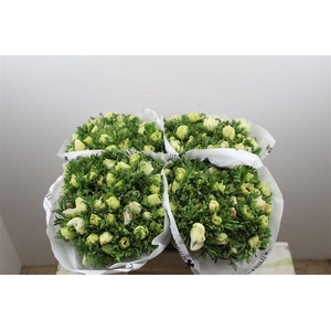 Anem Marianne Panda White