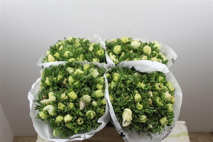 <h4>Anem Marianne Panda White</h4>