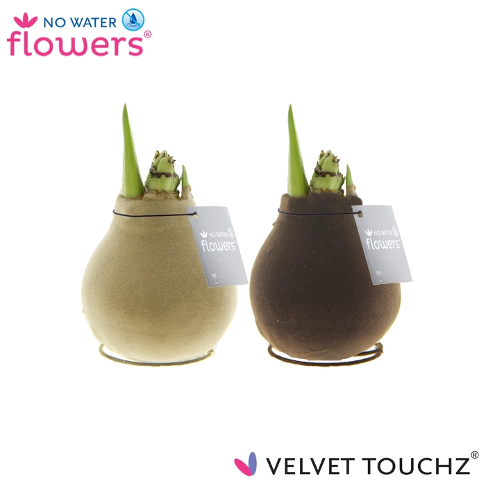 <h4>arr4 Amaryllis VH - Velvet Touchz Earth mix</h4>