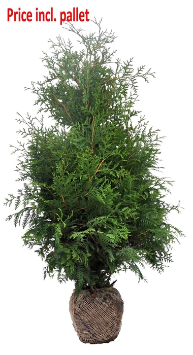 <h4>Thuja occ. Brabant, plantmaat 120-140 cm - Rondgestoken - KLUIT</h4>