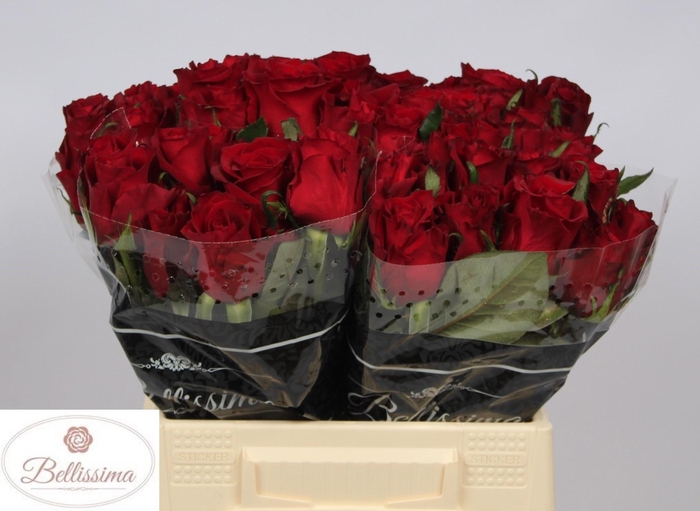 <h4>R GR EVER RED</h4>