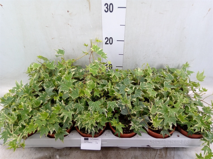 <h4>Hedera helix 'White Ripple'</h4>
