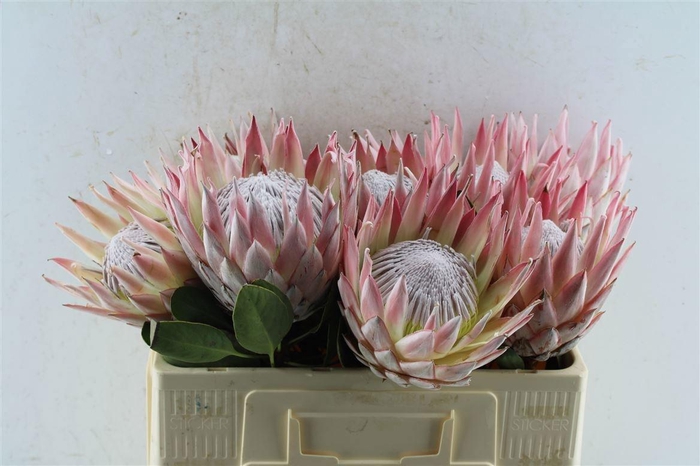 <h4>PROTEA CYNAROIDES</h4>