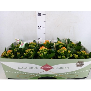 Kalanchoe  'Acheron'