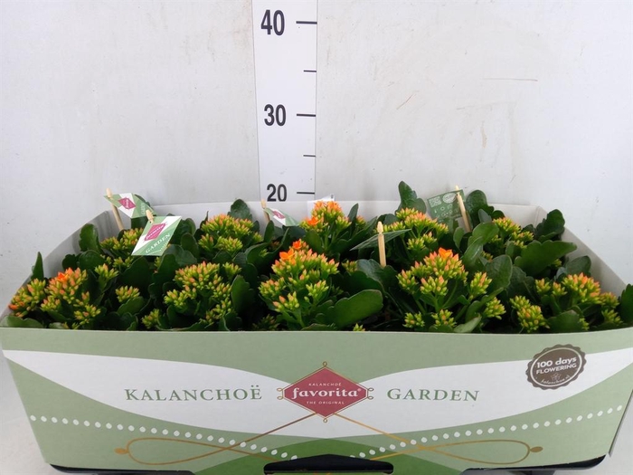 <h4>Kalanchoe  'Acheron'</h4>