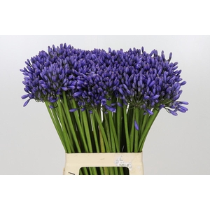 Agapanthus Suzan