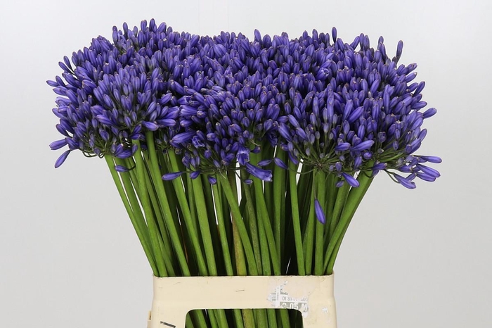 <h4>Agapanthus Suzan</h4>