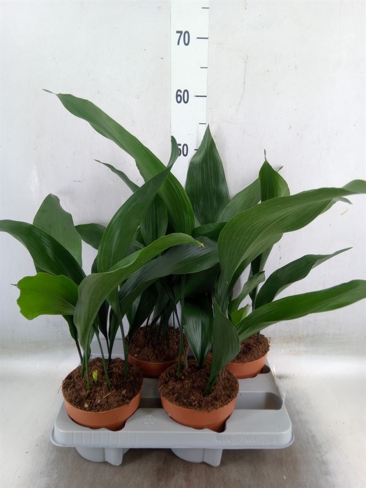<h4>Aspidistra elat.</h4>