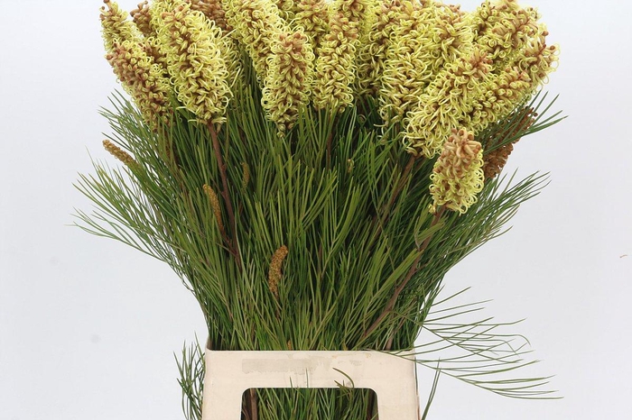 <h4>Grevillea Spiderman</h4>