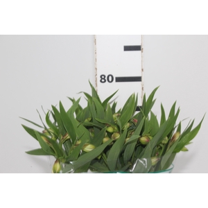 ALSTROEMERIA PAMELA 080 CM