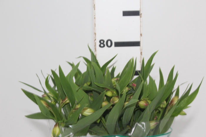 <h4>ALSTROEMERIA PAMELA 080 CM</h4>