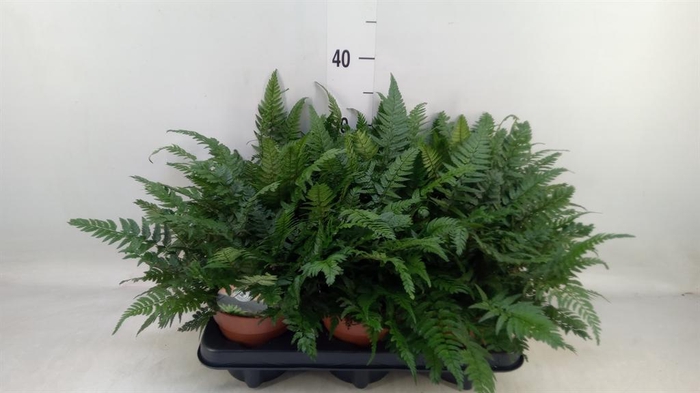 <h4>Polystichum tsussimense</h4>