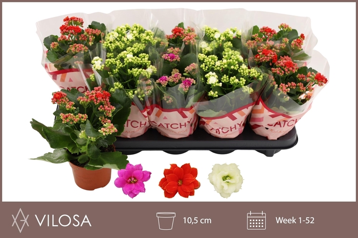 <h4>KAL GE GEM 3 KL</h4>