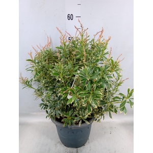 Pieris japonica 'Variegata'