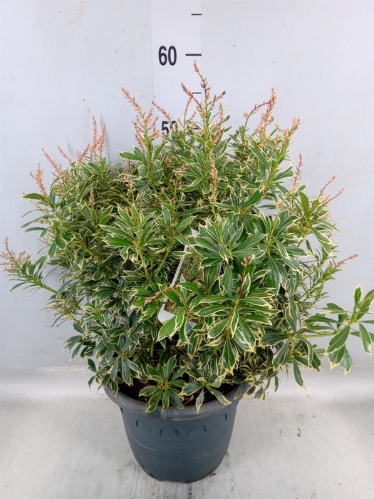<h4>Pieris japonica 'Variegata'</h4>