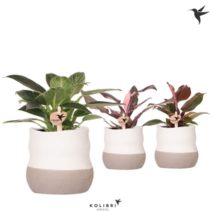 Kolibri Greens Philodendron mix in Imperfect Bag pot