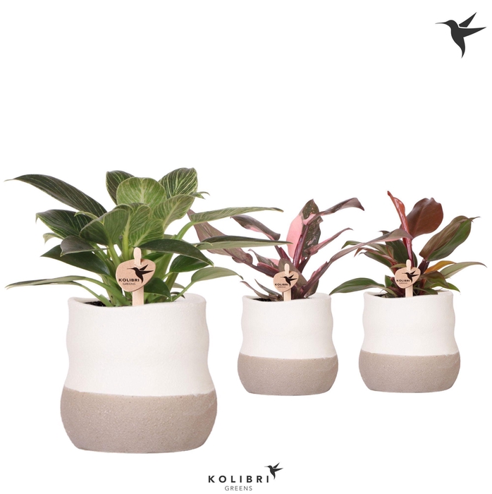 <h4>Kolibri Greens Philodendron mix in Imperfect Bag pot</h4>